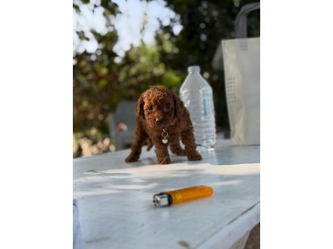 Teacup boy aşılı wc eğitimli premıum poodle