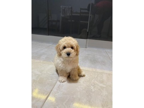 Orijinal maltipoo yavru terrier melezi değil