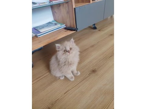 British longhair dişi