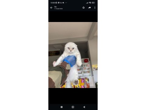 2.5 aylık erkek scottish fold
