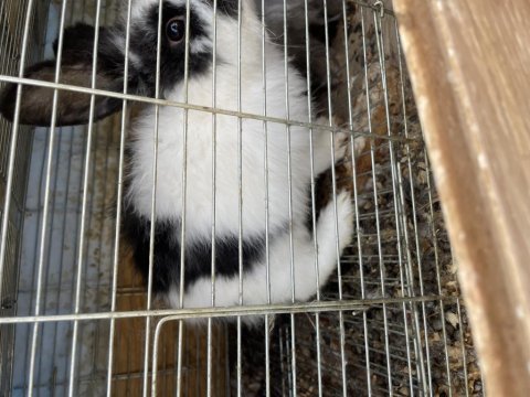 Hollanda lop tavşanı (takım) açıklamaya bakın