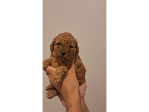 Birbirinden güzel toy poodle bebeklerimiz