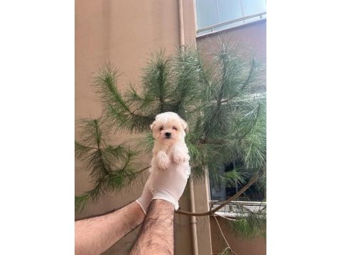 Maltipoo yavrularım sağlık ve ırk garantili