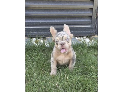 French bulldog köpeğimiz
