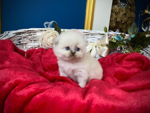 Highland silver scottish fold yavrumuz