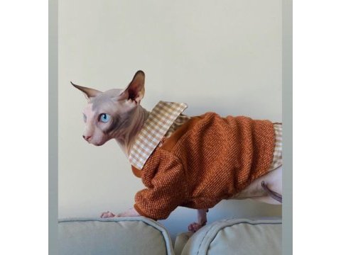 2 yaşında erkek uysal her hayvanla geçinebilen sphynx