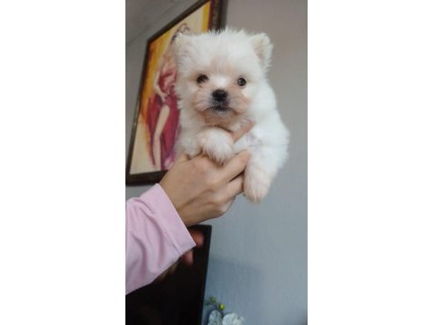 Pomeranian erkek yavru boo