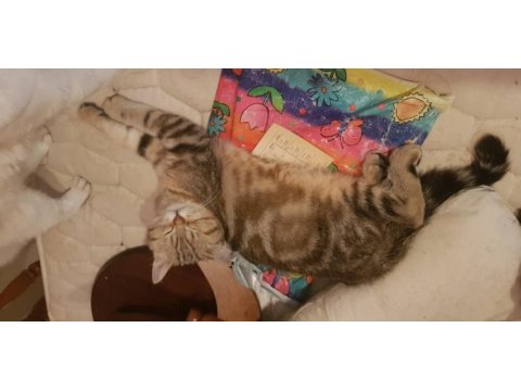 Biricik oğlumuz lucky için acil yuva arıyoruz