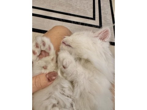 British longhair 2 aylık erkek