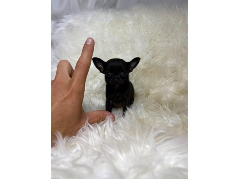 Teacup micro boy şivava bebekler
