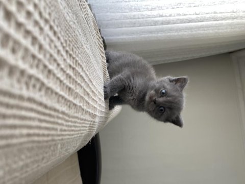British shorthair bebekler yeni ailelerini bekliyor