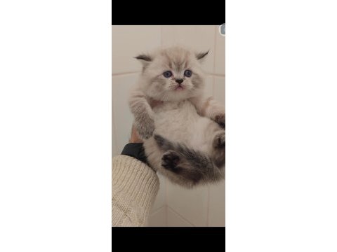 British longhair kedimiz için ulaşın