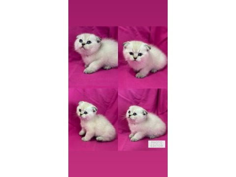 Scottish fold color point
