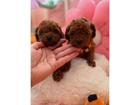 Toy poodle yavrular