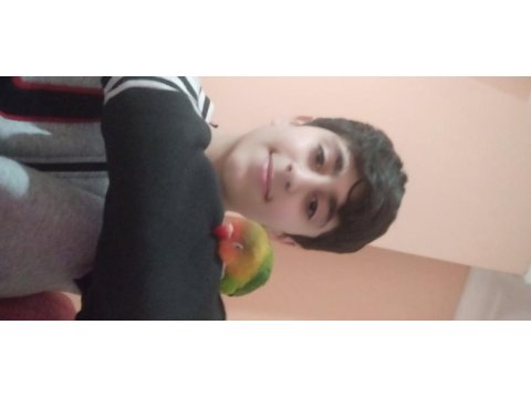 6 aylık sağlıklı cennet papağanı