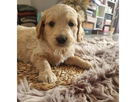 Safkan golden retriever bebekler