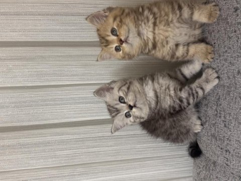 Koca kafalı british shorthair bebeklerim