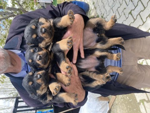 Üst vasıf rottweiler bebekler