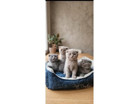 Scottish fold yavru kediler
