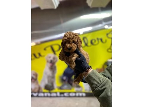 Toy poodle dünyası