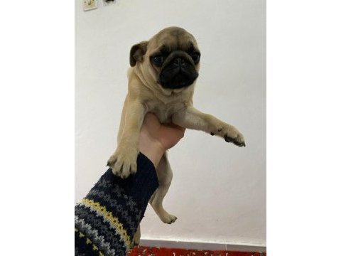 4 adet 3 aylık dişi pug