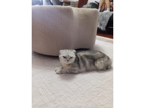 Çok uyguna scottish fold ilk gelen alır