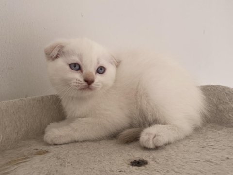 Ankaranın en orijinal cins yavru kedileri