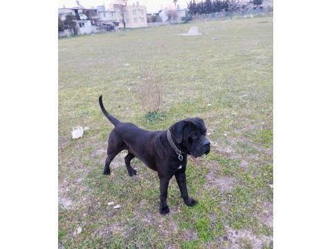 Show kalitede perfect erkek cane corso yavruları