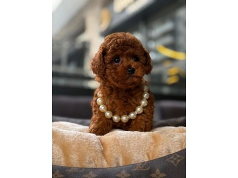 Toy poodle yavrularım