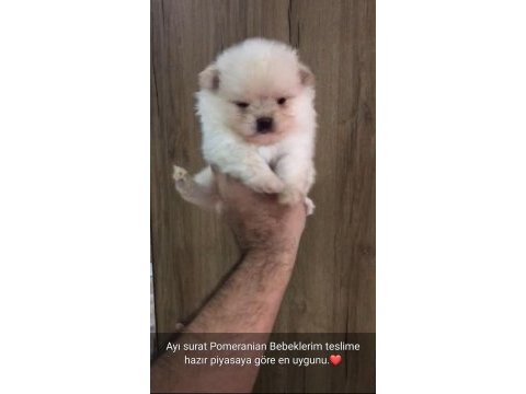 Orijinal pomeranian boo