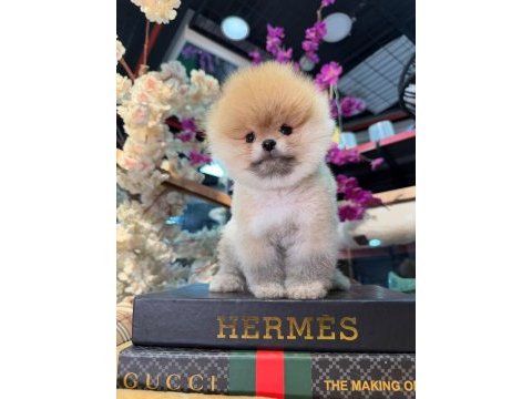A kalite pomeranian boo