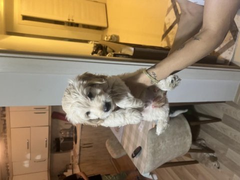 İzmir buca ev üretimi maltipoo yavrularımız