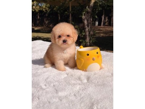 Teacup poodle bebeklerim