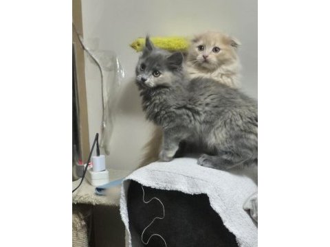 Scottish fold 4 aylık kedimiz