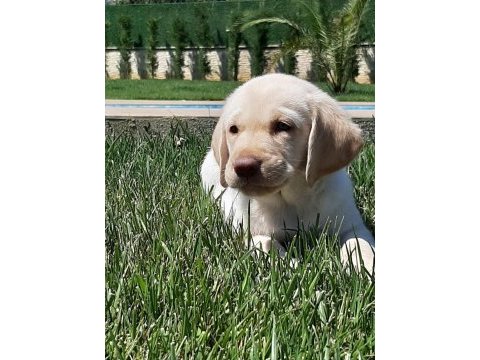 Küt burun şampanya rengi labrador yavruları 