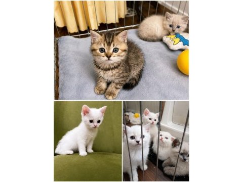 Saf ırk british shorthair izmir