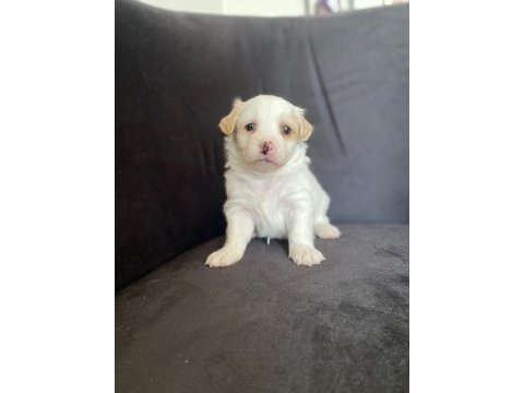 Çok tatlı maltipoo bebekler