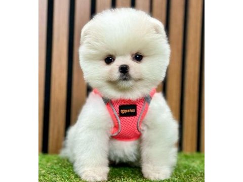Safkan pomeranian boo bebekler