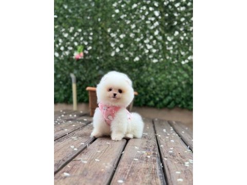 Pomeranian boo prenses bebek