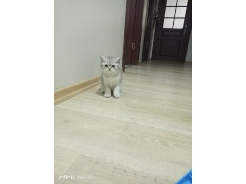 British shorthair silver yavrular