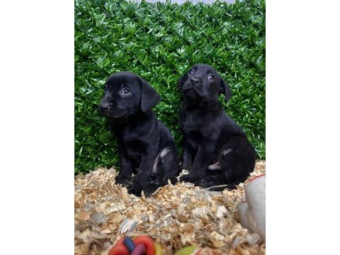 Safkan labrador retriever yavrularımız