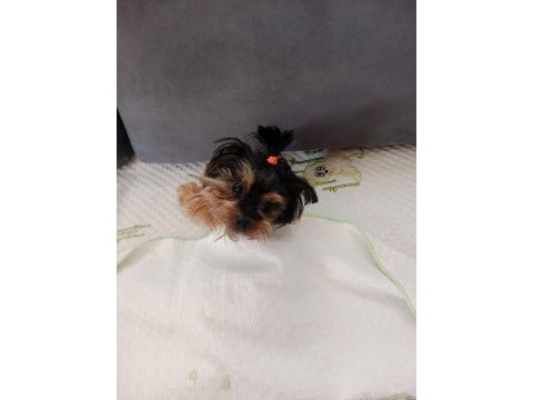 Sevimli dost yorkshire terrier