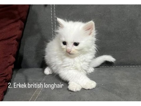Scottish ve british yavrular renk renk