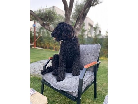Standart poodle kızımıza eş arıyoruz