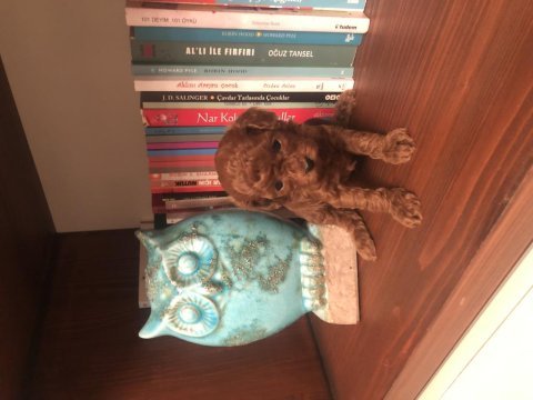 Safkan toy boy poodle red brown yavru