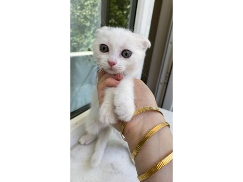 Beyaz yavru scottish fold
