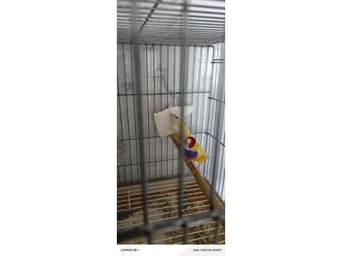 2024 doğumlu gökkuşağı golden finch