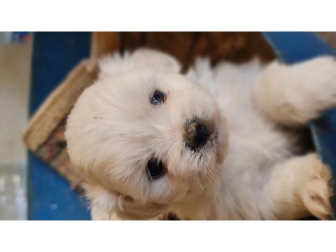 Maltese yavrularımız