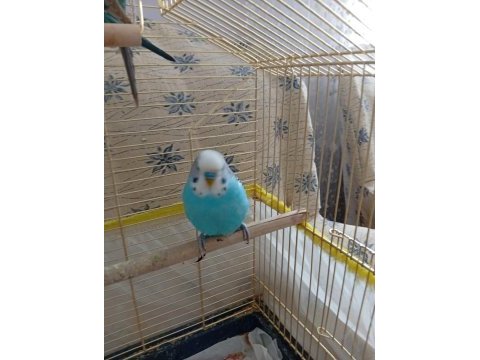 3 aylık yavru muhabbet kuşu