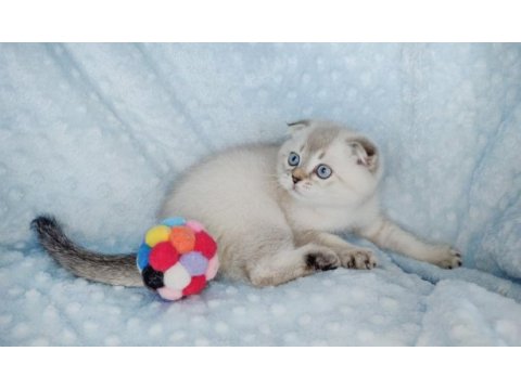 İlkbaharın en güzel scottish fold yavrusu